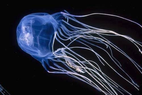 Dangerous Jellyfish